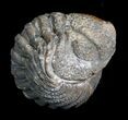 Enrolled Phacops Trilobite from Morocco #5084-1